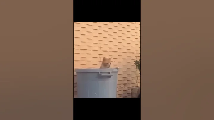 Watch the video about Funny Cats Videos 2024 part 130 #fun #funny #viral #funnyvideo #shortviral #cat #dog #cats #dogs