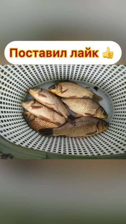 Выбери свой улов #рибалка #fishing #рыбалка #поплавок #ставок # ...