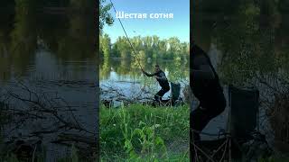 Шикарный карась клюнул на удочку на Шестой сотне в Карнауховке #рыбалка #verguntv #fishing #карась