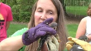 SOAR (Saving Our Avian Resources) in Iowa---Part Two