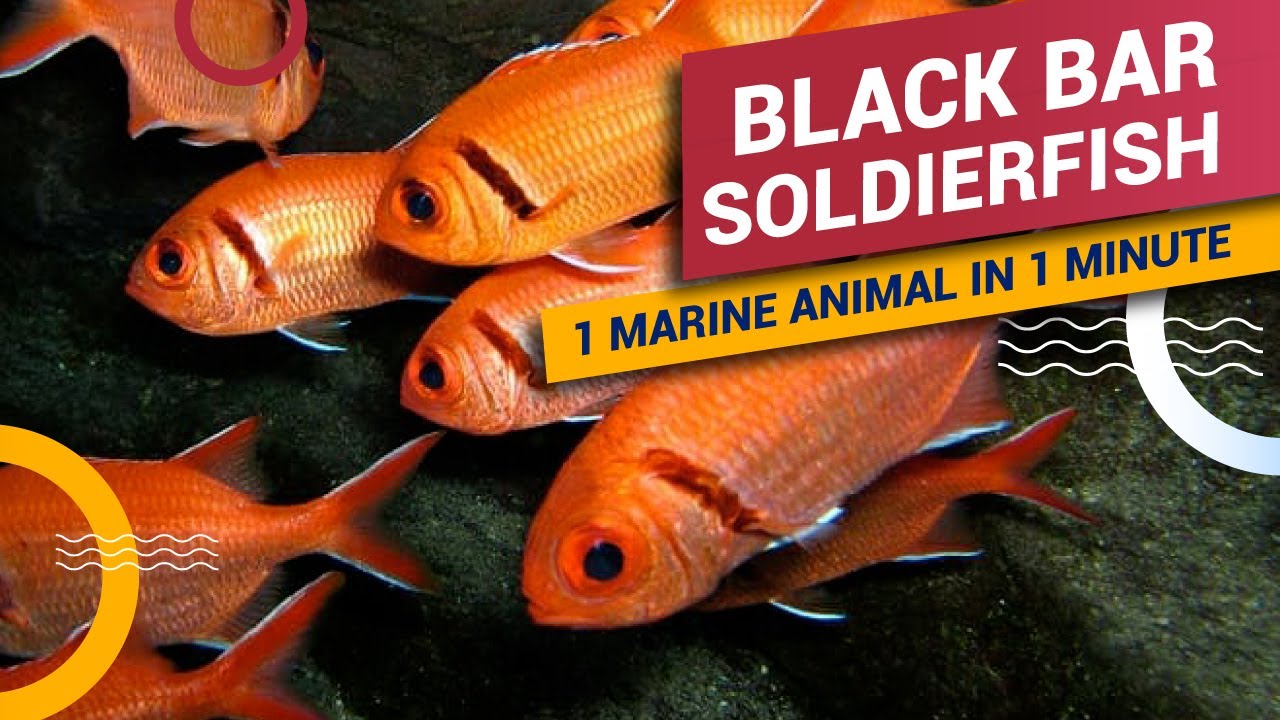 BLACK BAR SOLDIER FISH Curiosities and Facts