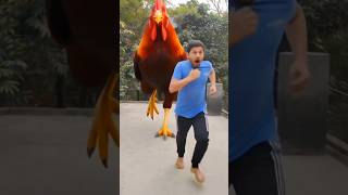 He Didnt See The Little Chick What Happened Next Was Pure Madness