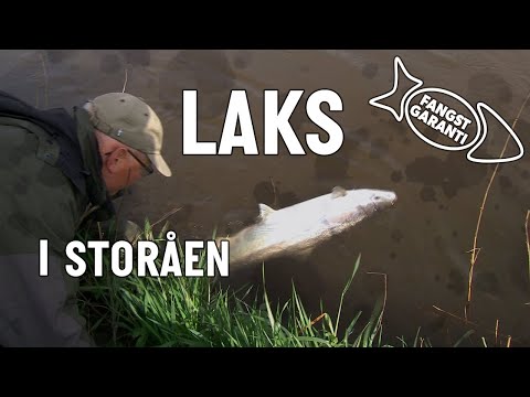 Video: Sådan Fanges Laks