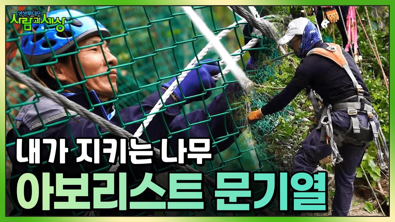 나무에 올라 직접 나무를 지킨다! 아보리스트 문기열 씨 | KBS 230831