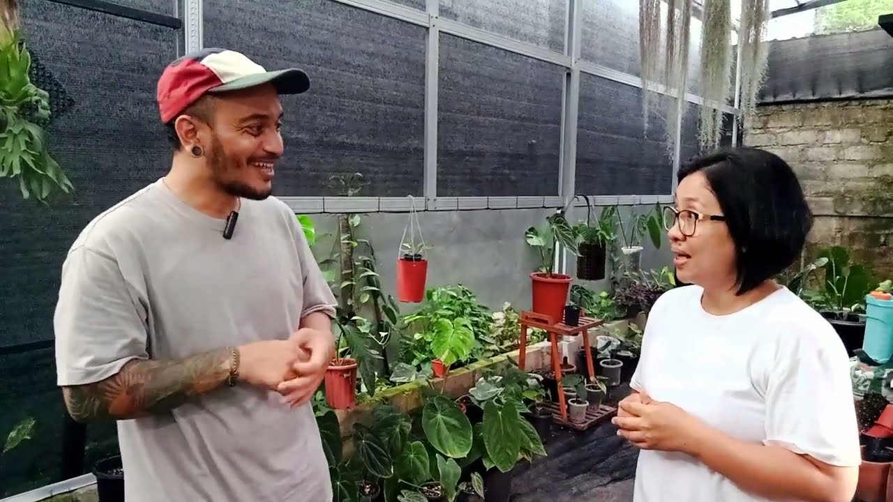 Anthurium Extra Hot | Perawatan Damuh Bali