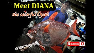 Meet Diana, the colorful Opah | warm-blooded fish