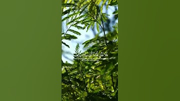 استغفر الله العظيم واتوب اليه. القارئ #ماهر_المعيقلي،سورة الإسراء. #القرآن #القرآن_الكريم #quran