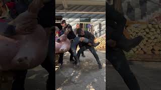 Its Time To Kill The New Year Pig. The Scene Of Killing Pigs In The Countryside Makes You Laugh