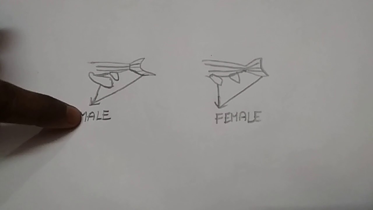 How to identify female and male in zebra fish YouTube