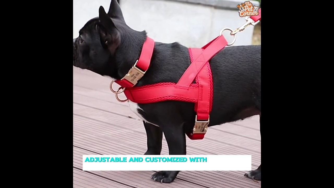 🐶✨ Personalized Dog Harness + Leash Set!