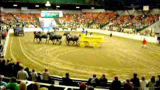 HPIM5938.MPG Big E 2011 Draft Horse Show Finals