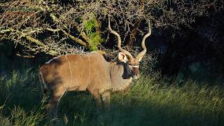 Greater Kudu Facts: The Spiral-Horned Icon of the African Bush