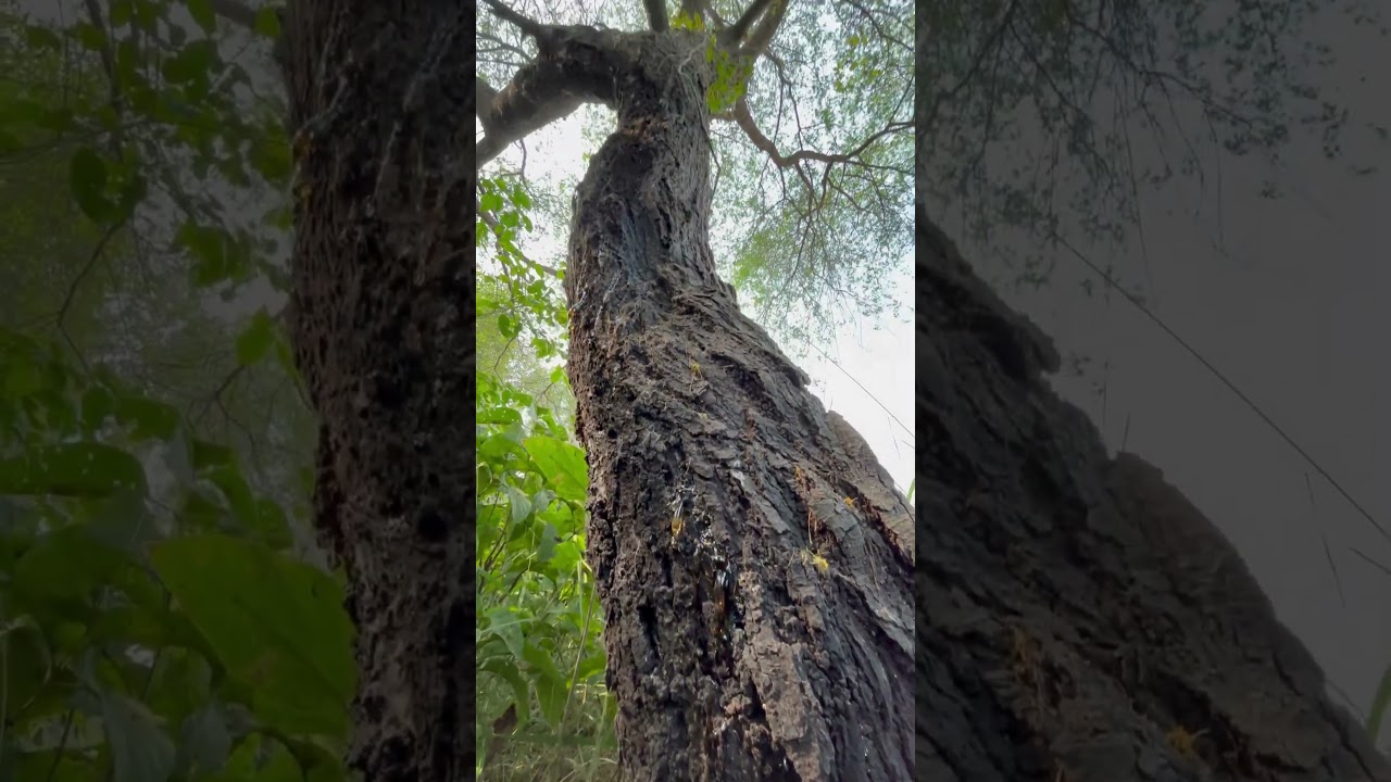 Babul ki gond \ babul ki Gond ki kimat kya hai !! Babul ka gond kaise dikhta hai