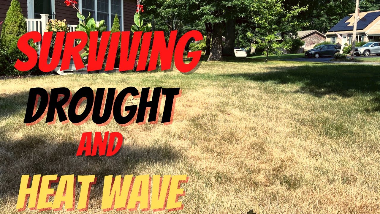 Tips to Save Your Lawn During a Drought - YouTube