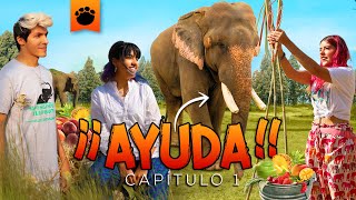 CARING FOR, FEEDING AND CURING ELEPHANTS FOR 20 DAYS | THE POLYNESIANS