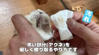 猫の顎ニキビ(アクネ)の簡単な取り方  #小倉猫茶家 #北九州 #小倉 #里親募集中 #保護猫カフェ #保護猫 #猫 #ねこ #cat #毎日の猫の管理