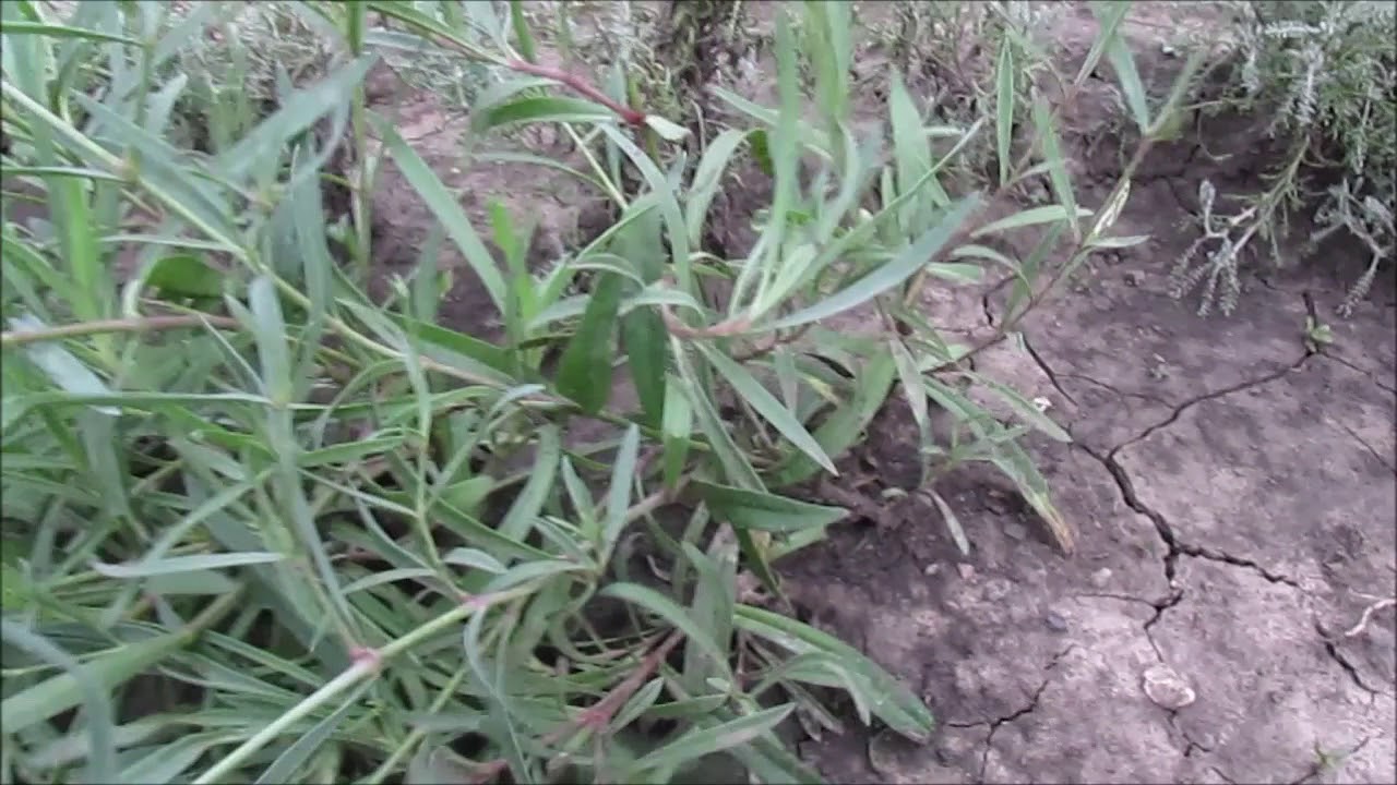 27 июля 2018г  черенкованная махровая гипсофила