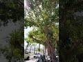 Fantastic Ficus Trees