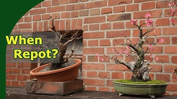 When to repot bonsai in spring?