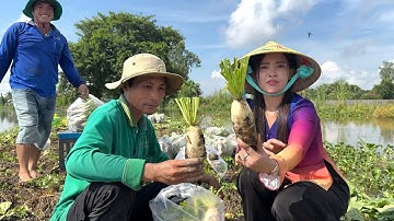 Trồng Củ Cải Trắng Quá Trúng Mùa Trúng Giá Tại Cần Thơ