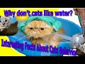 💞🐈Why do Cat hates water? What can be done?Interesting facts about Cat behavior🐈💞