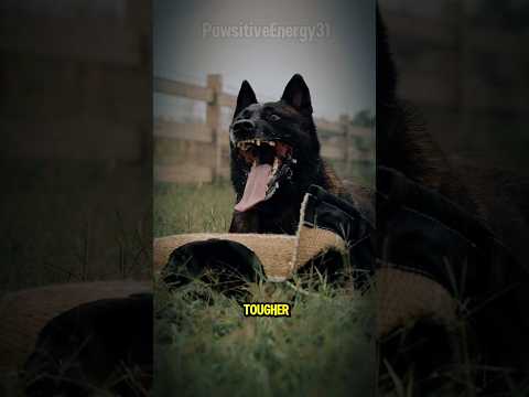 Belgian Malinois: The