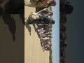 مخيم بني الحارث فى الجوف استقبال الوصلين من بير زاهر على راسهم مصلح البدوي وهاني سميع