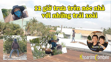 Vợ nghén thèm chua, chồng phải leo nóc nhà hái xoài đúng giữa trưa và cái kết. #hônnhângiađình