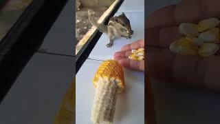 #bollywood #tiktok #animals #insta #viral #youtube #youtubeshorts #youtuber