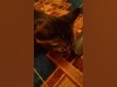 Бездомный кот - YouTube