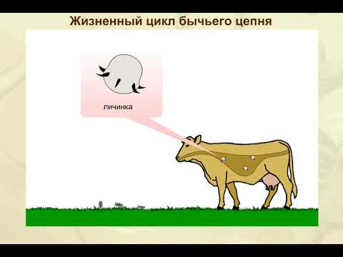 Видео: Какъв е жизненият цикъл на продукт или услуга?