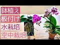 徹底解説【あなたに合う仕立て方】胡蝶蘭を板付にしようと思っていた人、これを見てから考えてください