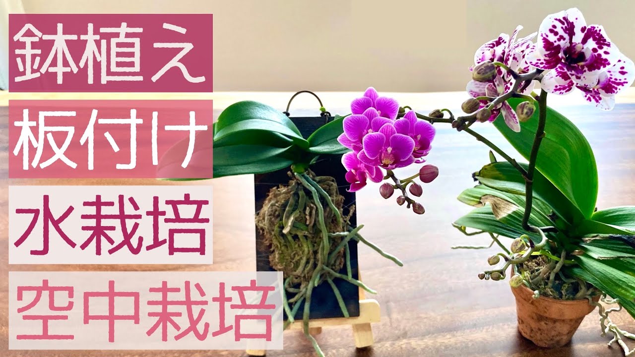 胡蝶蘭の板付 徹底解説【あなたに合う仕立て方】胡蝶蘭を板付にしようと思っ