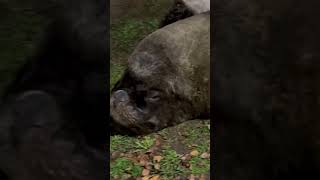 Loud Sea Lion Roar Scares Night Walker In Valdivia