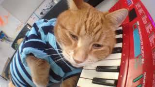 Keyboard Cat Bento Chillin'