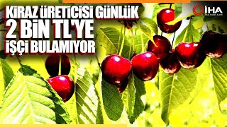 Meşhur Yeşilyurt Dalbastı Kirazında Hasat Dönemi Başladı