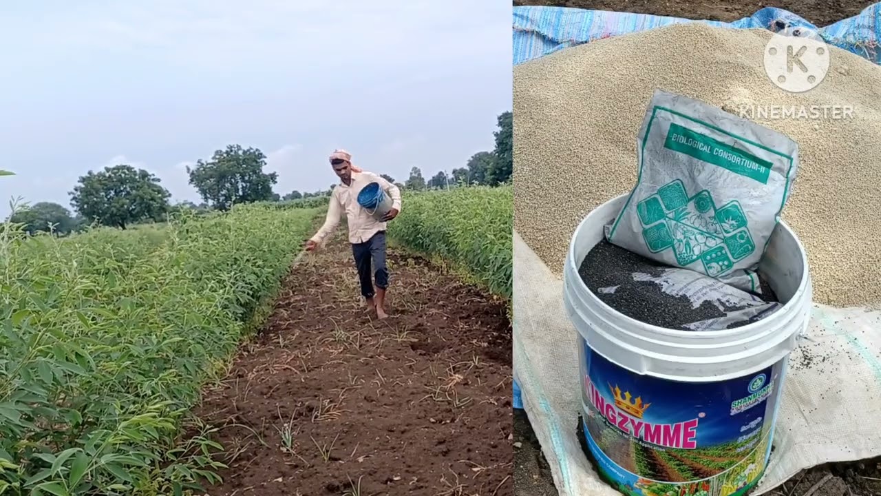 కంది సాగు tdrg 59/kandi/తాండూర్ కంది రకం... మీ కొoతం గోపాల్ రెడ్డి