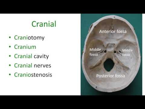 Video: Ce înseamnă neurotrofic în termeni medicali?