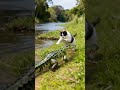 wild animals can also be friendly with our pets. crocodile plays with cat and dogs.