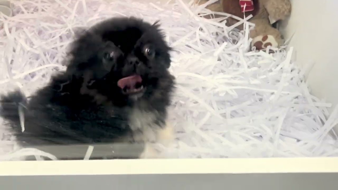 2026-01-15 Pekingese -Jet