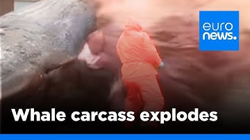 Graphic video: Dead sperm whale explodes as biologist cuts open carcass | euronews 🇬🇧