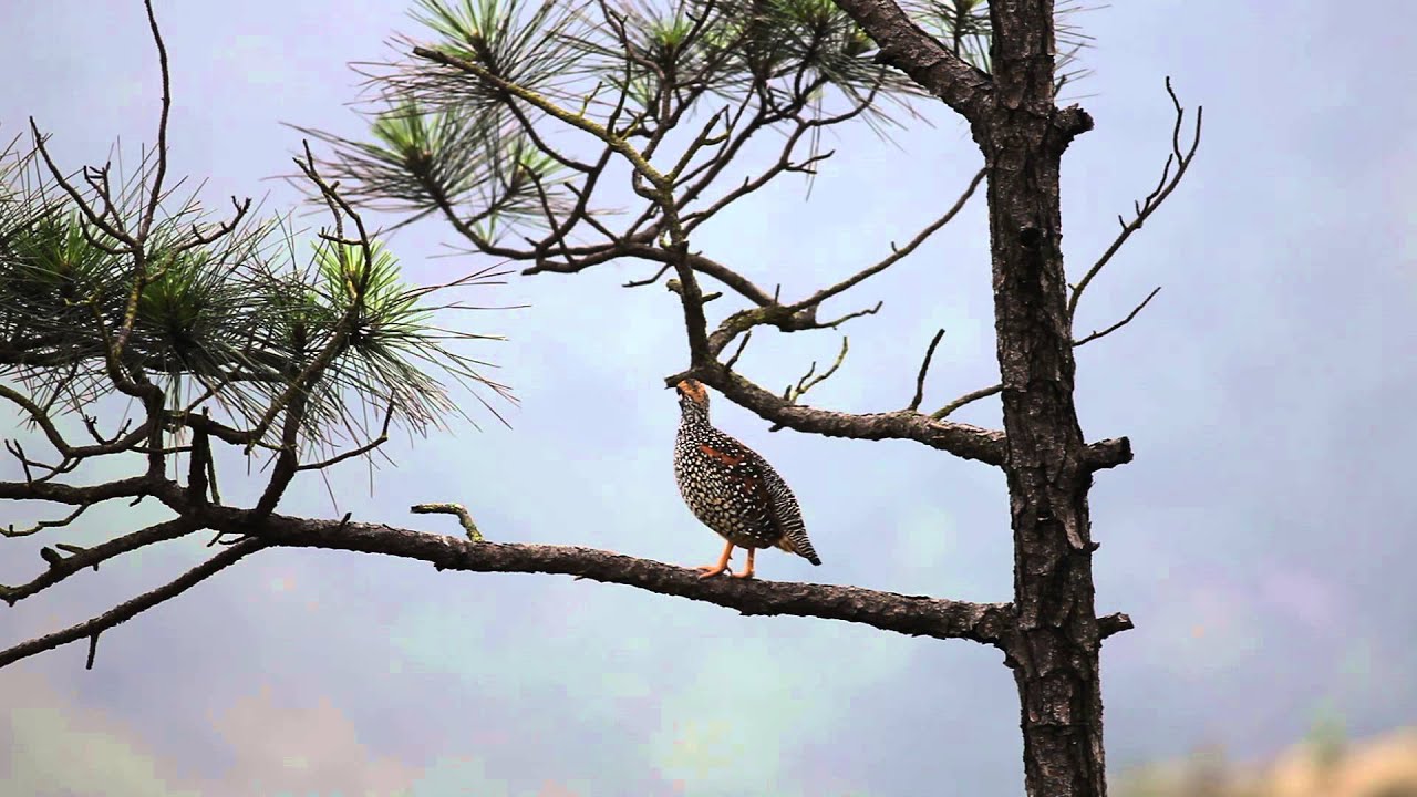 Chinese Francolin/ Partridge. Filmed in Tai Tuen Yuen Hill, Tuen Mun