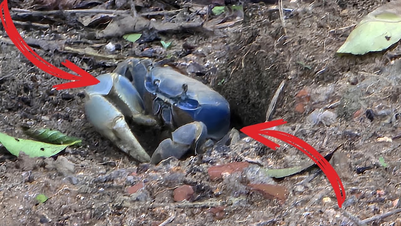 40 GUAIAMUM GIGANTE NESSA CAÇADA