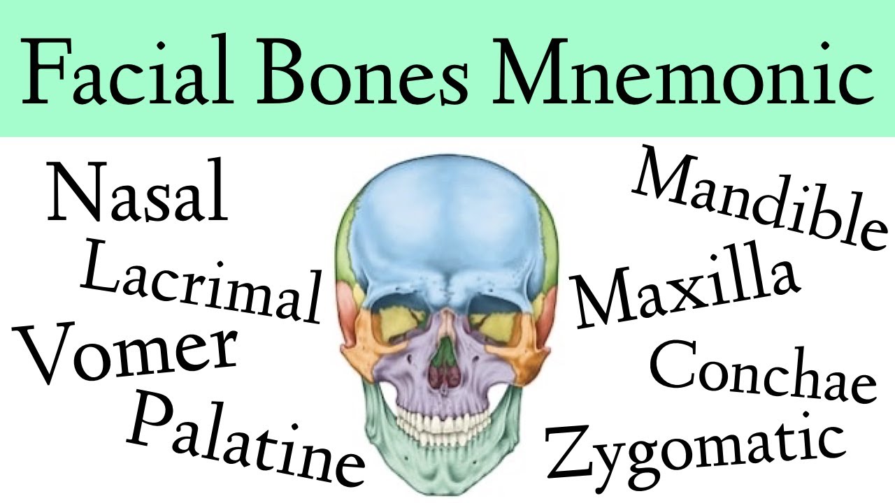 zygomatic bone maxillary process