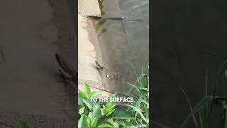 Download Lagu Burung Ini Menggunakan Umpan untuk Memancing dan Berhasil Setiap Saat 🤯 MP3