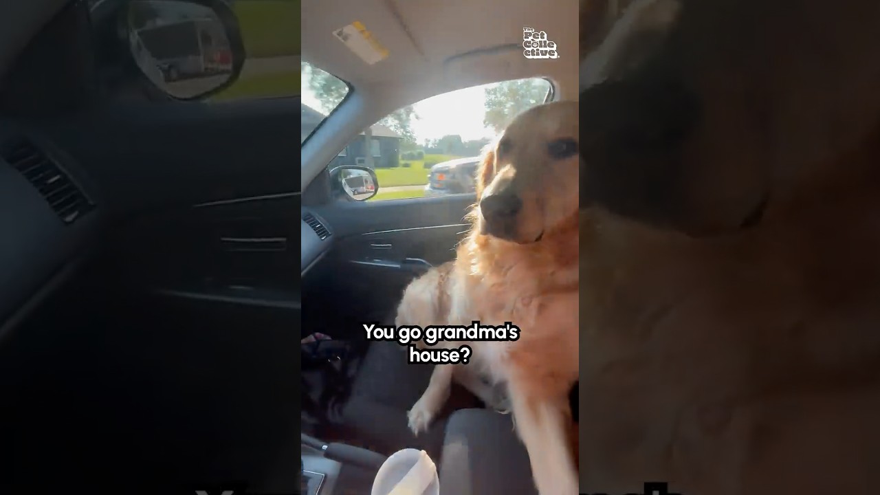 Excited Golden Retriever Sprints to Grandma's House! 🏡
