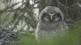 Funny owlets leave nest