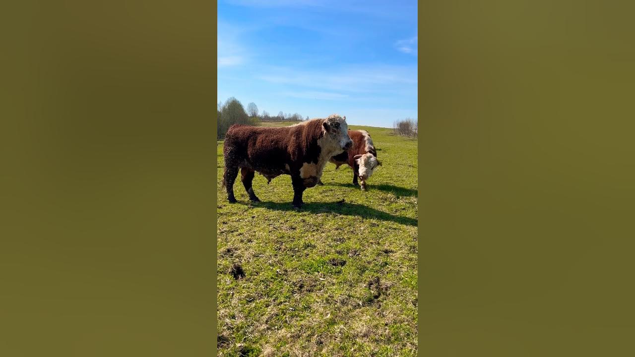 Май супер бык #герефорд #бык #Май #стадо #встреча #лидер #супер #класс# ...