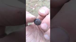 civil war eagle button