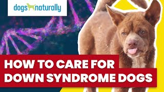 How to Care for a Down Syndrome Dog Details